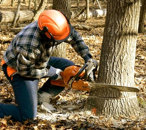 Tree Removal in Shawneetown, IL